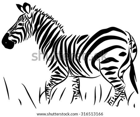 Zebra full size on white background\
Zebra black and white drawing