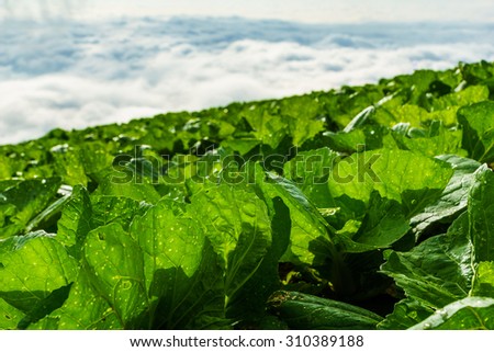 The highest cabbage garden in Thailand with the sea of mist background : at Phutubberg Thailand
