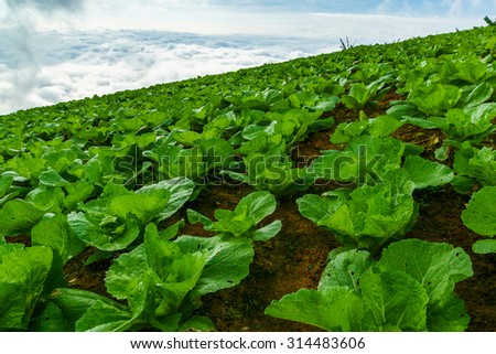 The highest cabbage garden in Thailand with the sea of mist background : at Phutubberg Thailand