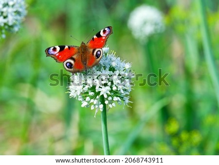 Similar – Foto Bild Tagpfauenauge auf Schmetterlingsflieder