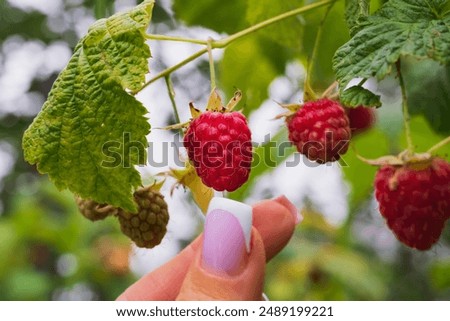 Similar – Mädchen pflückt im Garten Himbeeren vom Strauch