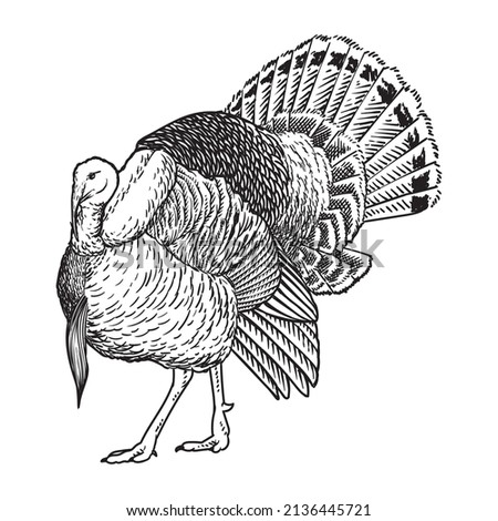 wild turkey avian pet hand drawing