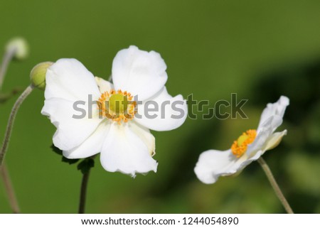 Similar – Image, Stock Photo vegetation Chinese Anemone