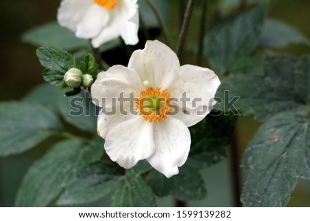 Single Japanese anemone or Anemone hupehensis or Thimbleweed or Windflower or Chinese anemone or Anemone hybrida flowering plant with open blooming flower containing white sepals and prominent yellow 