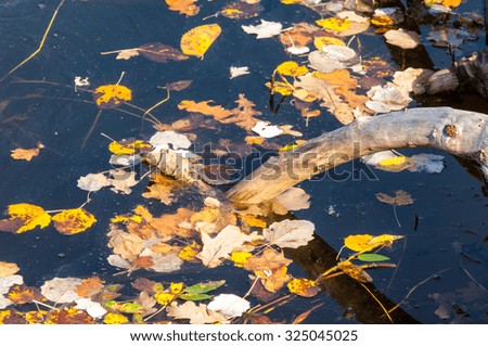 Texture, background. The leaves from the trees fell into the pond, autumn