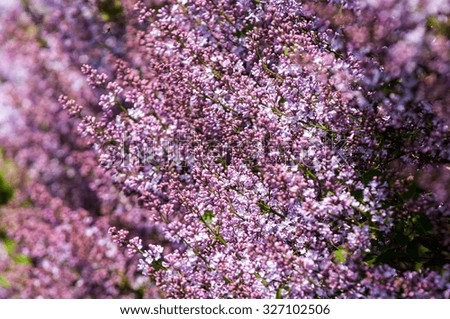 lilac bush. branch with spring lilac flowers. Lilacs bloom in May. Lilac bushes in the garden