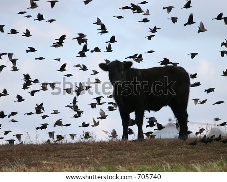 Birds Over the Cow