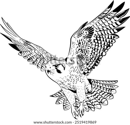 Ilustration of a peregrine falcon flying.