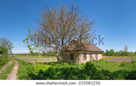 walnut tree near an old abandoned Ukrainian building