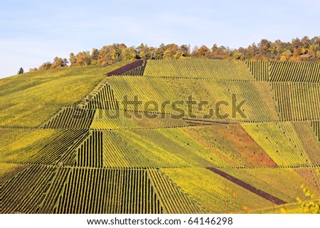 Vineyard in autumn in Stuttgart (Kapplelberg), Germany
