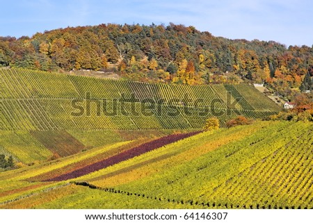 Vineyard in autumn in Stuttgart (Kapplelberg), Germany