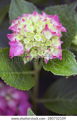 Flower -  Hydrangea M.-\'Glowing Ember\'