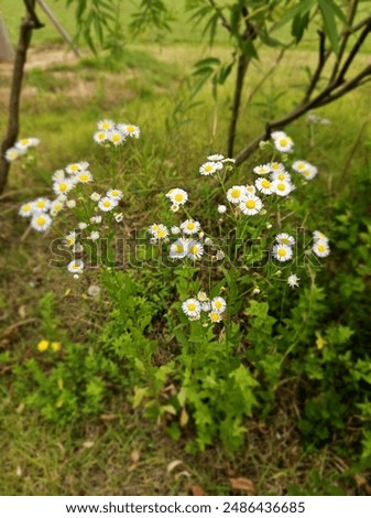 Similar – Image, Stock Photo Small everyday wild plants from the roadside have been in the jar as a bouquet for over two weeks and still give pleasure