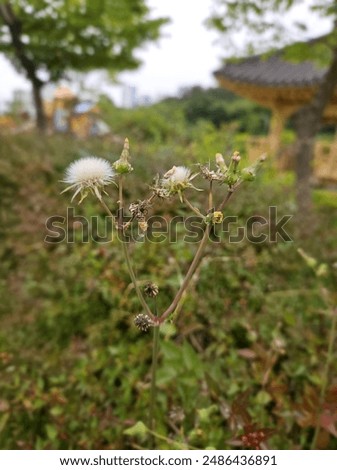 Similar – Image, Stock Photo Small everyday wild plants from the roadside have been in the jar as a bouquet for over two weeks and still give pleasure