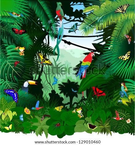 Vector Jungle Rainforest With Frog, Toucan, Quetzal, Humming-Birds ...