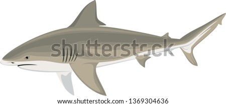 vector  bull shark (Carcharhinus leucas) Zambezi shark illustration