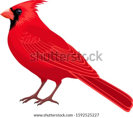 vector Red Male Northern Cardinal - state bird