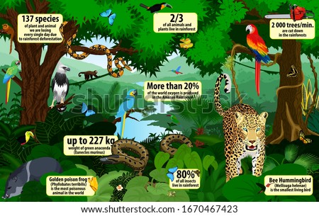 vector rainforest  infographic with animals illustration . Green Tropical Forest jungle with parrots, jaguar, boa, peccary, harpy, monkey, frog, toucan, anaconda and butterflies