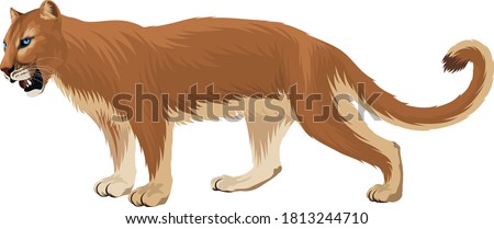 vector Puma. Cougar, mountain lion illustration
