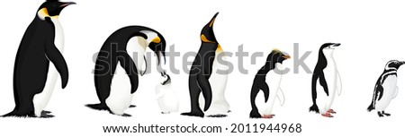 vector set of penguins: Magellanic,  Chinstrap, Macaroni, Emperor and King penguin