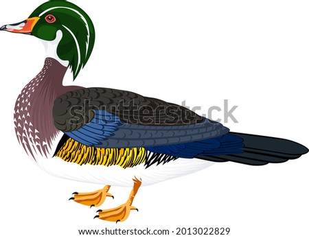 vector wood duck or Carolina duck