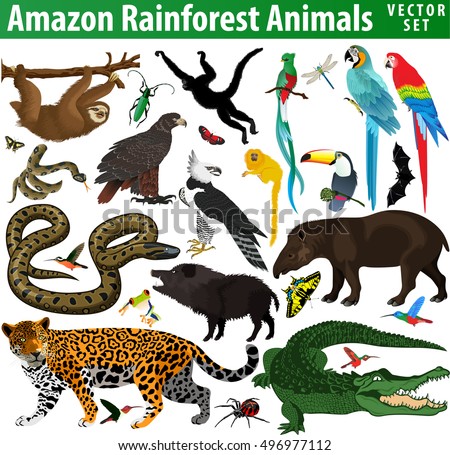 Rainforest Animals Clipart | Free download on ClipArtMag