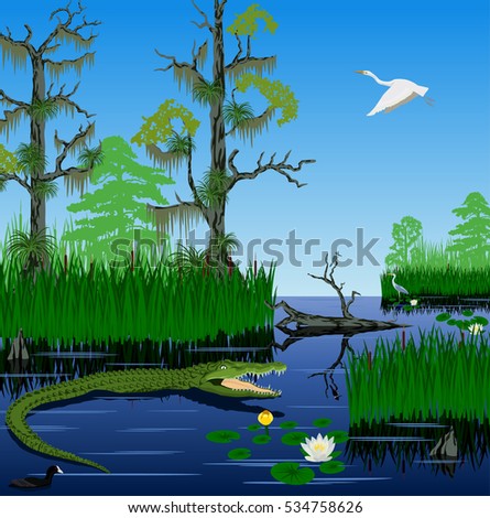 vector wetland Pantanal Florida Everglades landscape