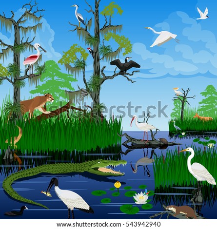 vector wetland Pantanal Florida Everglades landscape with animals