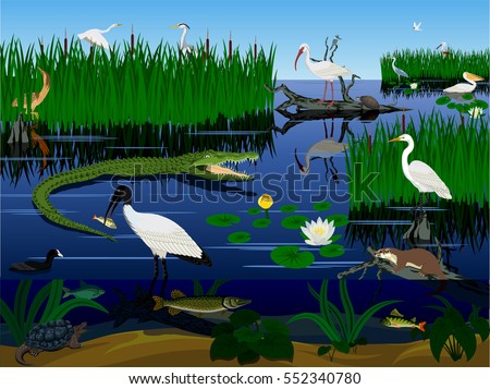 Similar – Image, Stock Photo Terns and pelicans birds