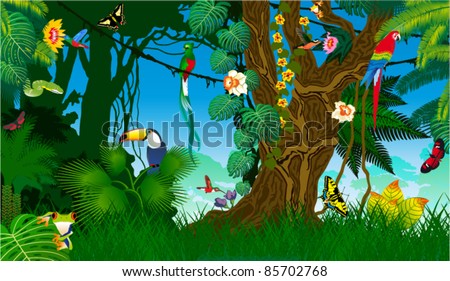 Vector Jungle with Frog, Toucan, quetzal, humming-birds, butterflies , Ara and Green Snake