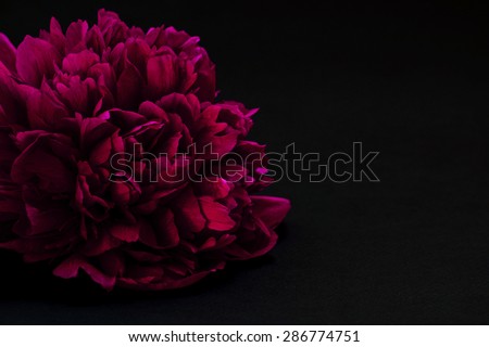 Red peony on black background