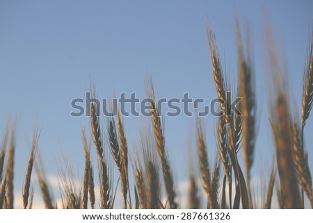 Ears of wheat in the line up
