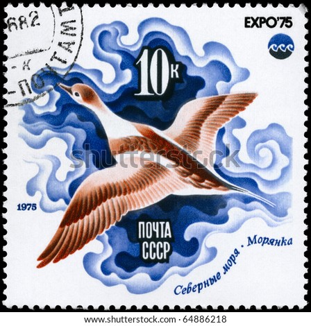 USSR - CIRCA 1975: A Stamp printed in USSR shows image of a Sea Duck, Arctic Sea from the series \