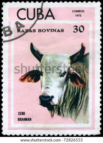 CUBA - CIRCA 1973: A Stamp printed in CUBA shows image of a Cow Cebu Brahman from the series 