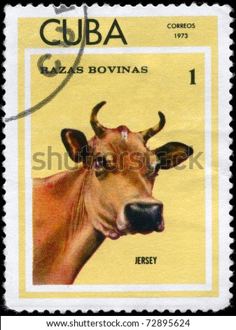 CUBA - CIRCA 1973: A Stamp printed in Cuba shows image of a Cow Jersey from the series \