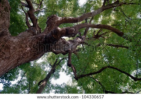 Big laurel tree in botanic garden, low angle view