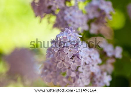 Close up view of flowering lilac with a shallow depth of field