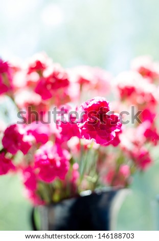 Pink carnation flowers close up, high key