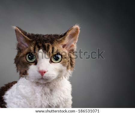 Portrait of young devon rex cat on gray background, studio shot
