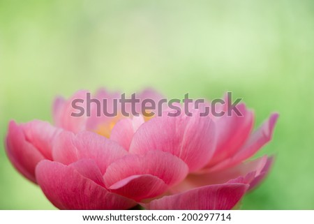 Peony macro, delicate floral background with copy space