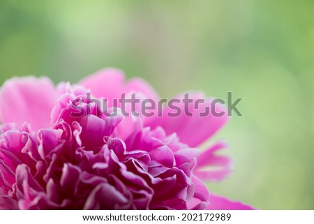 Peony petals with dew drops, delicate floral background with copy space