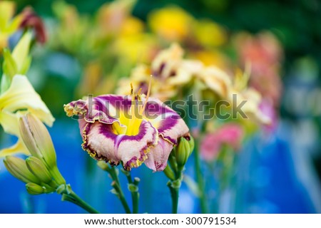 Beautiful day-lily flower (hemerocallis),  with copy space