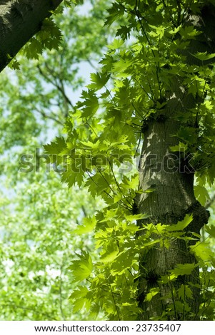photo of beauty green maple background