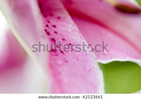 Soft focus image taken in summer garden. View of an open Star Gazer Pink Lily, macro