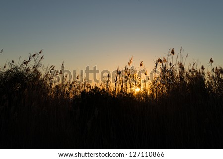 Silhouette of  wetland reads against a scenic sunrise