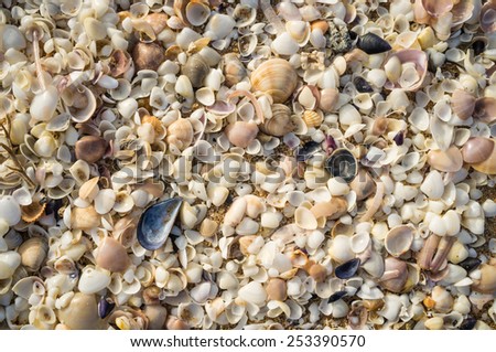 All sorts of small shells on beach sand