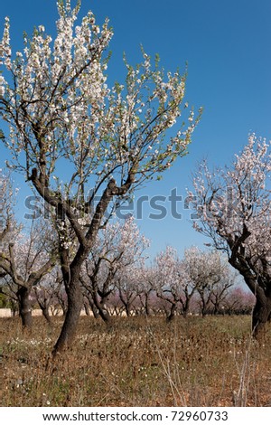 Almond tree grove in beautiful spring blossom