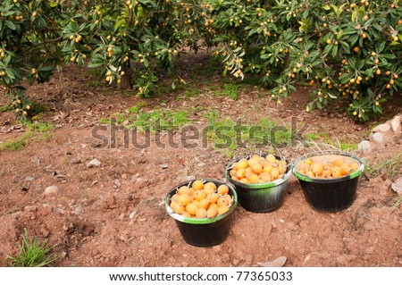 Loquat fields with full fruit picker baskets
