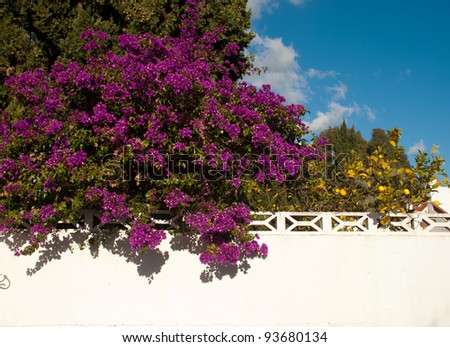 Whitewashed wall in front of a overflowing colorful Mediterranean garden