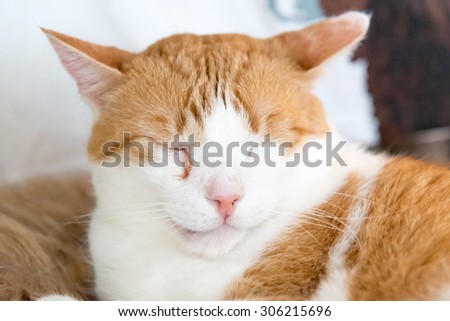 Cute sleeping cat with smile on the face